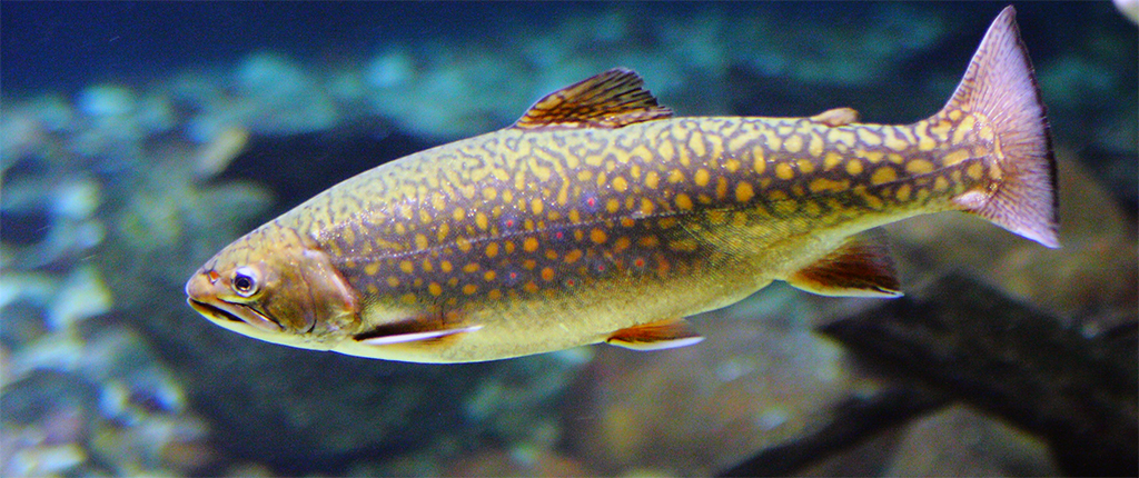 Fische und Fischerei im Bereich der Erftfischereigenossenschaft Bergheim